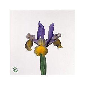 Iris Miss Saigon Ex