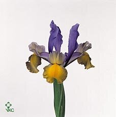Iris Miss Saigon Ex