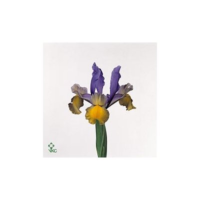 Iris Miss Saigon Ex
