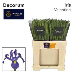 Iris Valentine