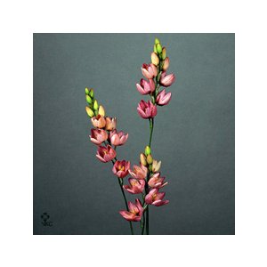 Ixia Castor