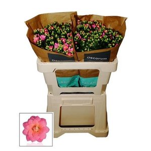 Kalanchoe D Dark Pink