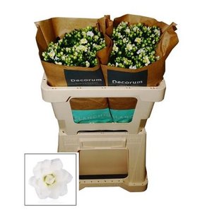Kalanchoe D White