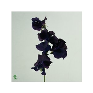 Lathyr Odor Blue