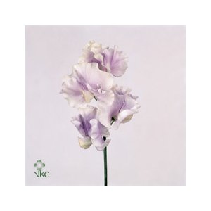 Lathyr Odor Lavendel