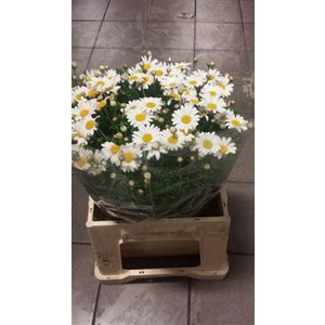 Leuc Vulg Margriet White