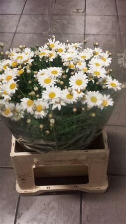 Leuc Max White
