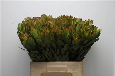 Leucad Goldstrike