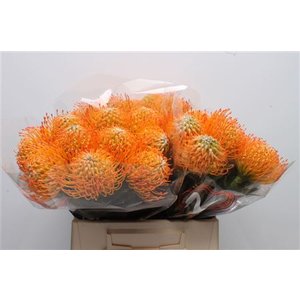 Leuco Ayoba Sun