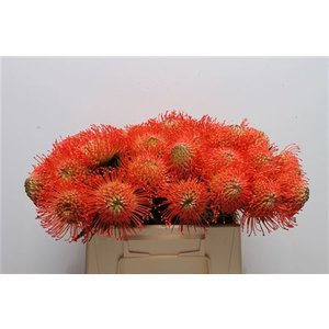 Leuco Ov Orange