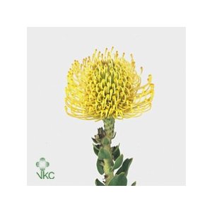 Leuco Ov Yellow