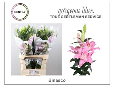 Li Or Binasco 4+