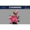 Li Or Charming 5+
