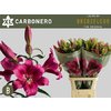 Li Ot Carbonero 4+