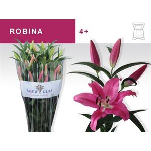 Li Ot Robina 5+