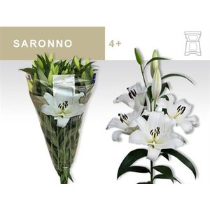 Li Ot Saronno 5+