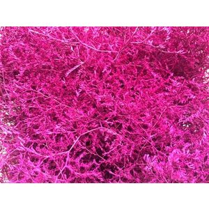 Lim Beltaard Dyed Cerise