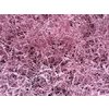 Lim Beltaard Dyed Light Pink