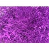 Lim Beltaard Dyed Lila