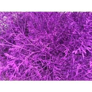 Lim Beltaard Dyed Lila