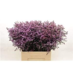 Limon Saf Lilac