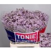 Limonium Dyed Red + Glitter