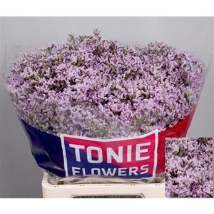 Limonium Dyed Apricot + Glitter