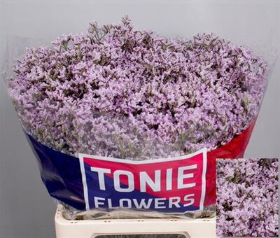 Limonium Dyed Red + Glitter