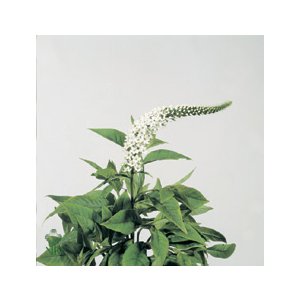 Lysim Clethroides