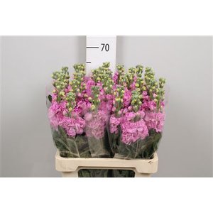 Matth Pink Italy