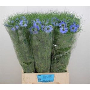 Nige D Deep Sea Blue