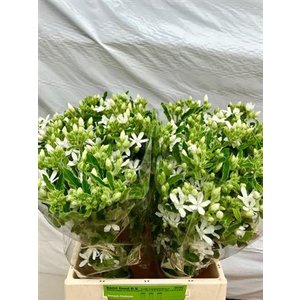Oxypetalum White