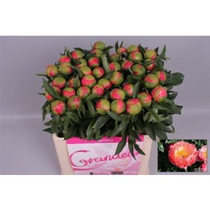 Paeo L Coral Charm Xl It