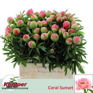 Paeo L Coral Sunset Xl It