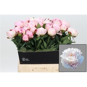 Paeo L Gardenia