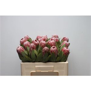 Protea Carnival