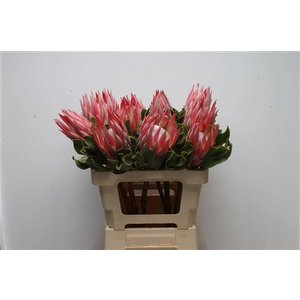 Protea Cy Clare
