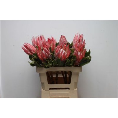 Protea Cy Clare