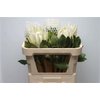 Protea Cyn Arctic Ice