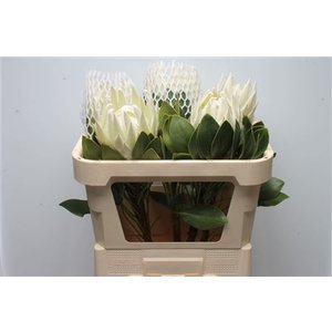Protea Cyn Arctic Ice