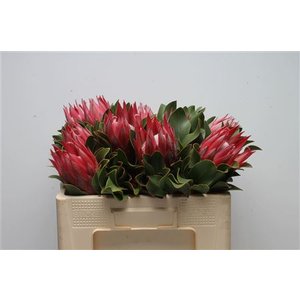 Protea Cyn Madiba