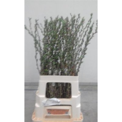 Prunus Comet