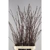 Prunus Pink