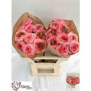R Garden New Design