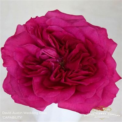 Роза David Austin Capability