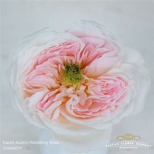 Роза David Austin Charity