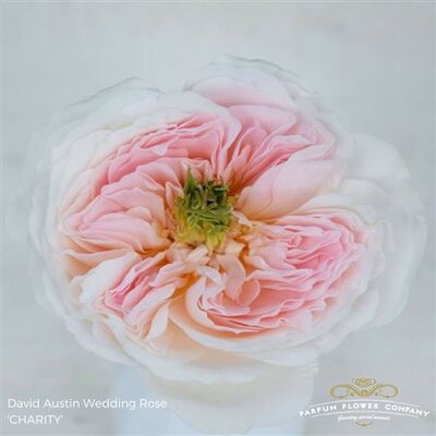 Роза David Austin Charity