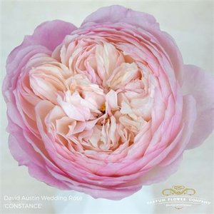 Роза David Austin Constance