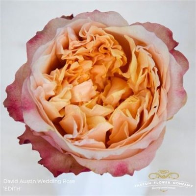 Роза David Austin Edith