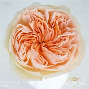 Роза David Austin Juliet